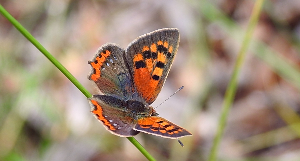 Czerwończyk żarek (Lycaena phlaeas syn. Lycaena phlaeoides)