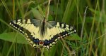 Paź królowej (Papilio machaon)