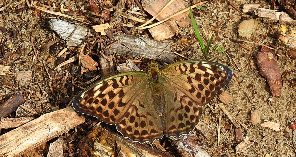 Dostojka malinowiec, perłowiec malinowiec (Argynnis paphia)