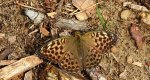 Dostojka malinowiec, perłowiec malinowiec (Argynnis paphia)