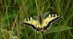 Paź królowej (Papilio machaon)