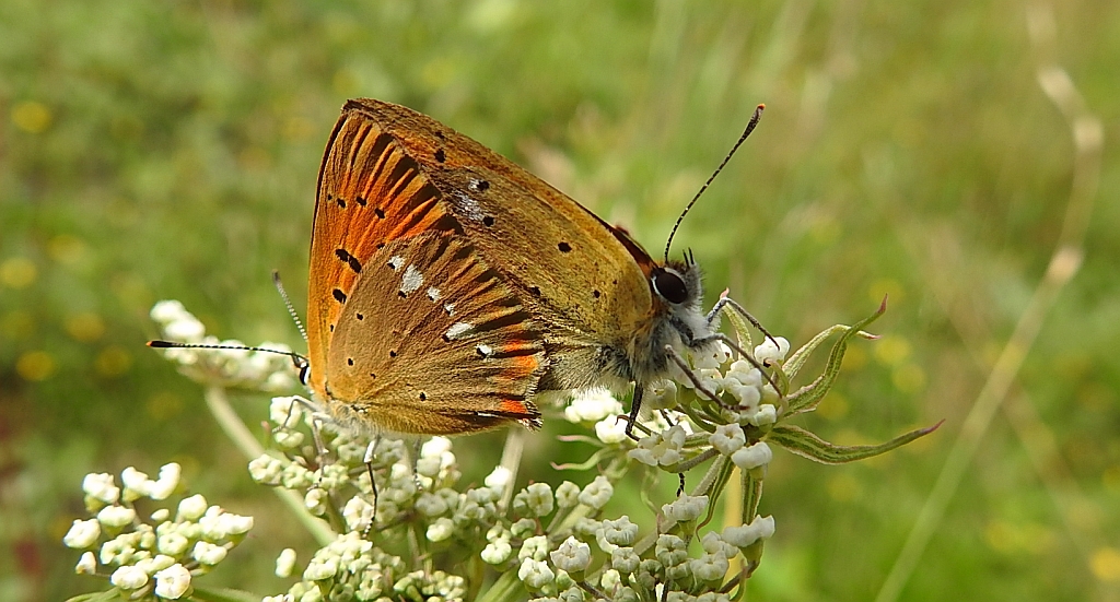 Czerwończyk dukacik (Lycaena virgaureae)