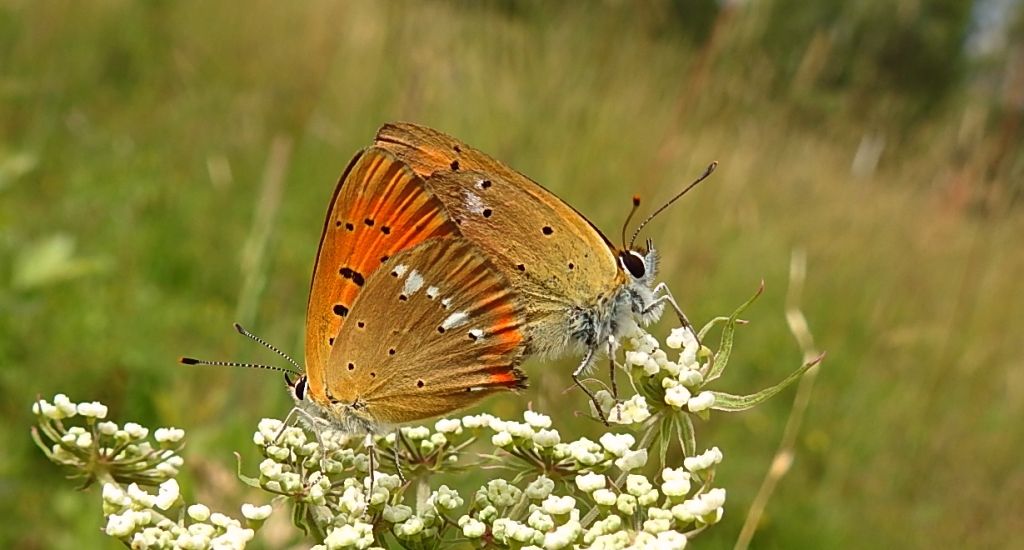 Czerwończyk dukacik (Lycaena virgaureae)