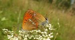 Czerwończyk dukacik (Lycaena virgaureae)