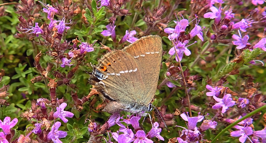 Ogończyk tarninowiec (Satyrium spini)
