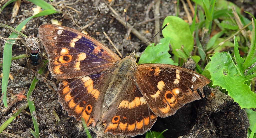 Mieniak strużnik (Apatura ilia) forma barwna clytie