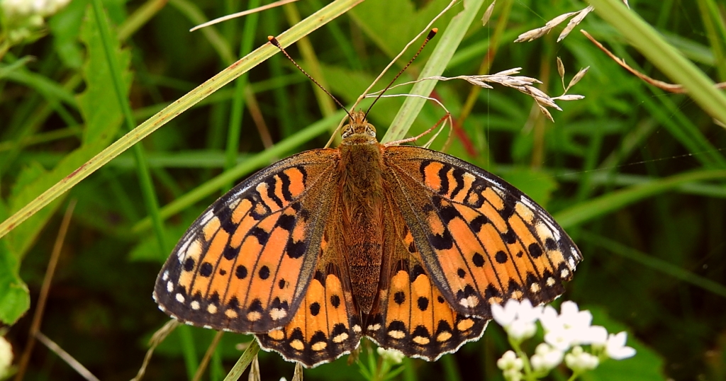 Dostojka ino (Brenthis ino)