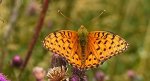 Dostojka aglaja, perłowiec aglaja, (Argynnis aglaja)