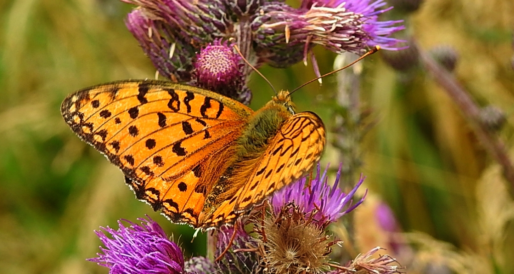 Dostojka aglaja, perłowiec aglaja, (Argynnis aglaja)