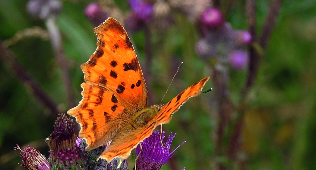Rusałka ceik (Polygonia c-album)