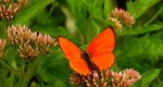 Czerwończyk dukacik (Lycaena virgaureae)