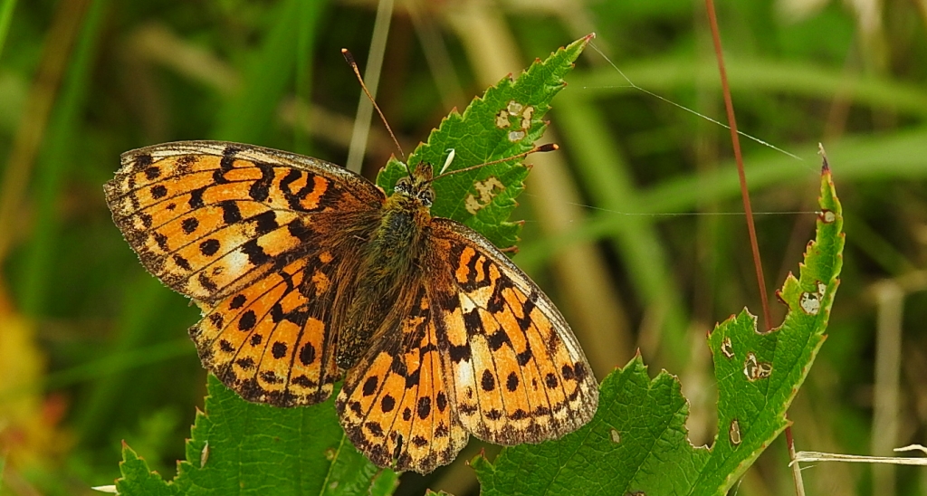 Dostojka ino (Brenthis ino)