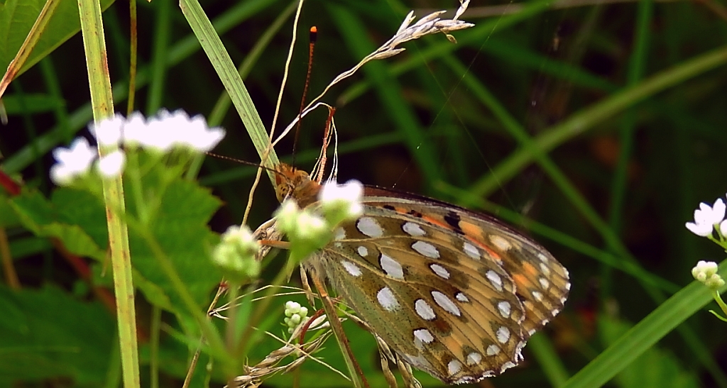 Dostojka aglaja, perłowiec aglaja, (Argynnis aglaja)