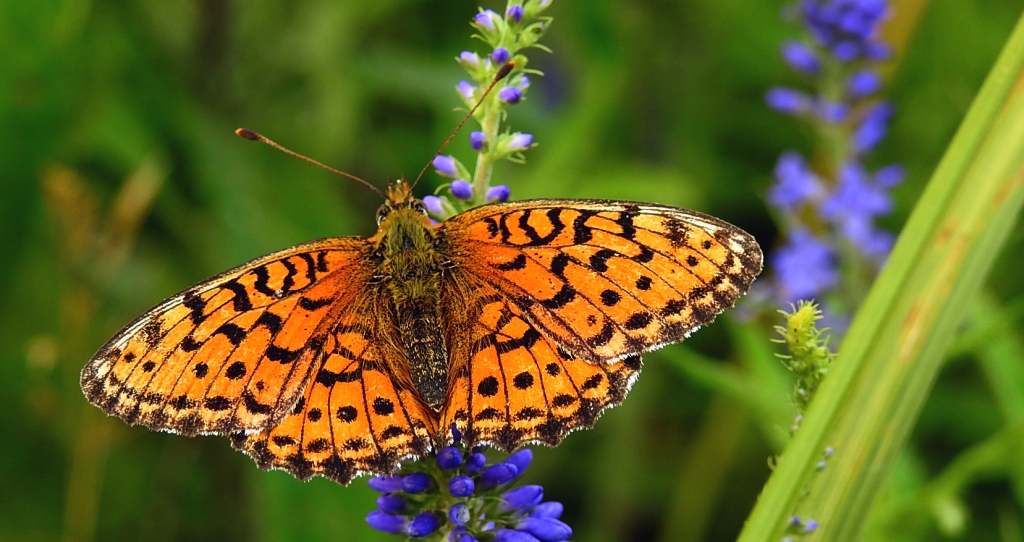 Dostojka ino (Brenthis ino)