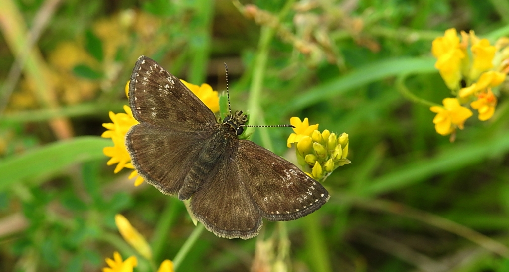 Powszelatek brunatek (Erynnis tages)