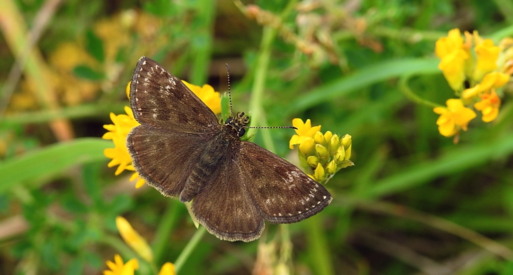 Powszelatek brunatek (Erynnis tages)
