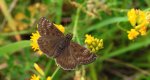 Powszelatek brunatek (Erynnis tages)