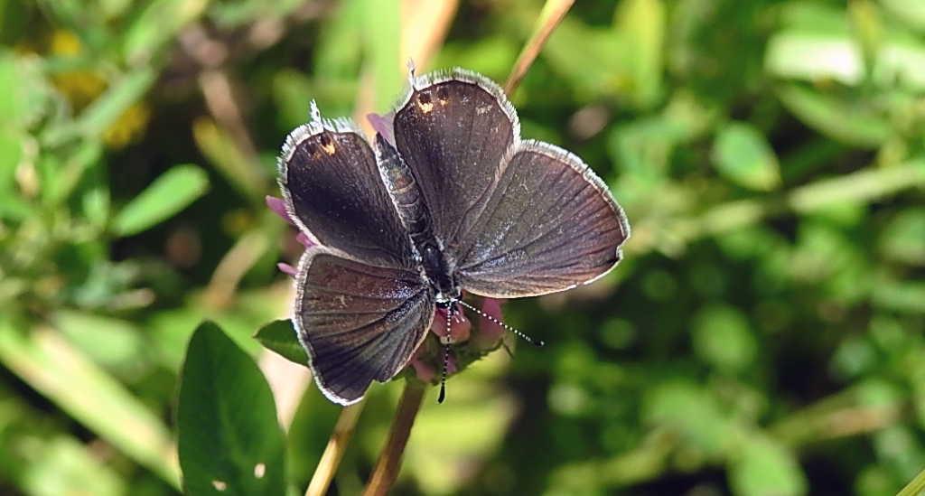 Modraszek argiades (Cupido argiades)