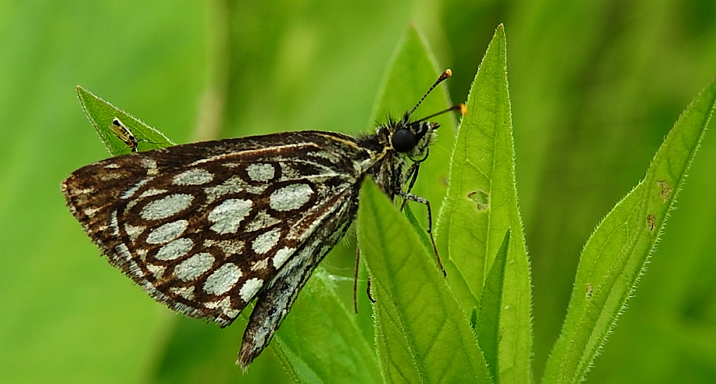 Rojnik morfeusz (Heteropterus morpheus)