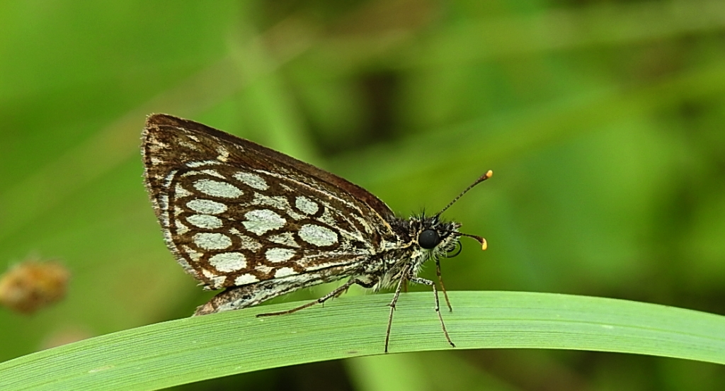 Rojnik morfeusz (Heteropterus morpheus)