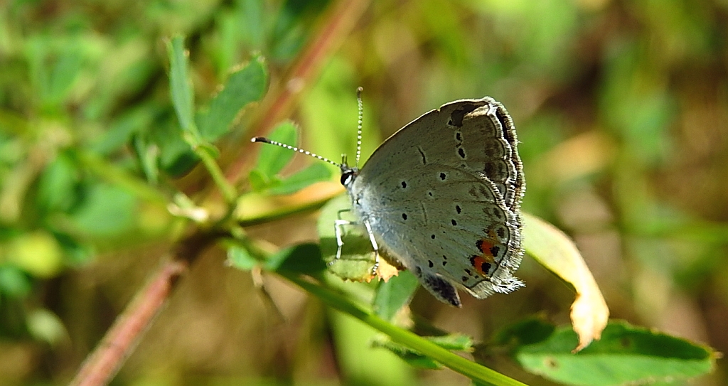 Modraszek argiades (Cupido argiades)