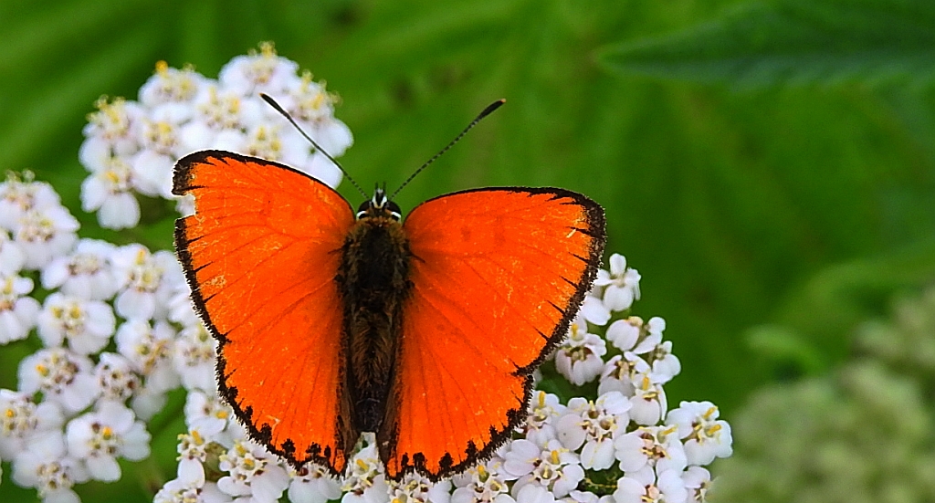 Czerwończyk dukacik (Lycaena virgaureae)