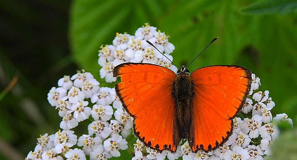 Czerwończyk dukacik (Lycaena virgaureae)