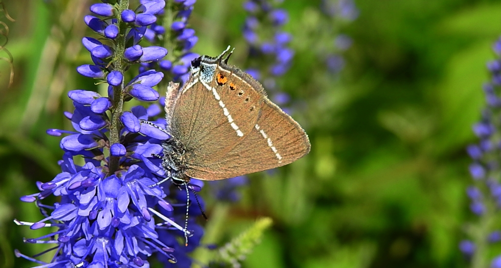 Ogończyk tarninowiec (Satyrium spini)
