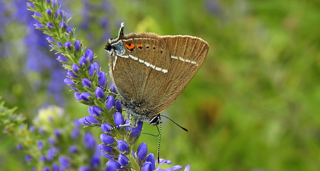 Ogończyk tarninowiec (Satyrium spini)