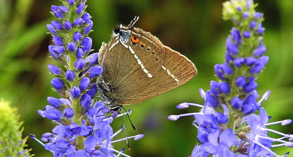 Ogończyk tarninowiec (Satyrium spini)