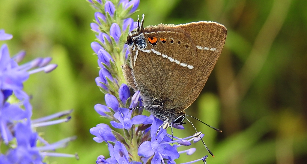Ogończyk tarninowiec (Satyrium spini)