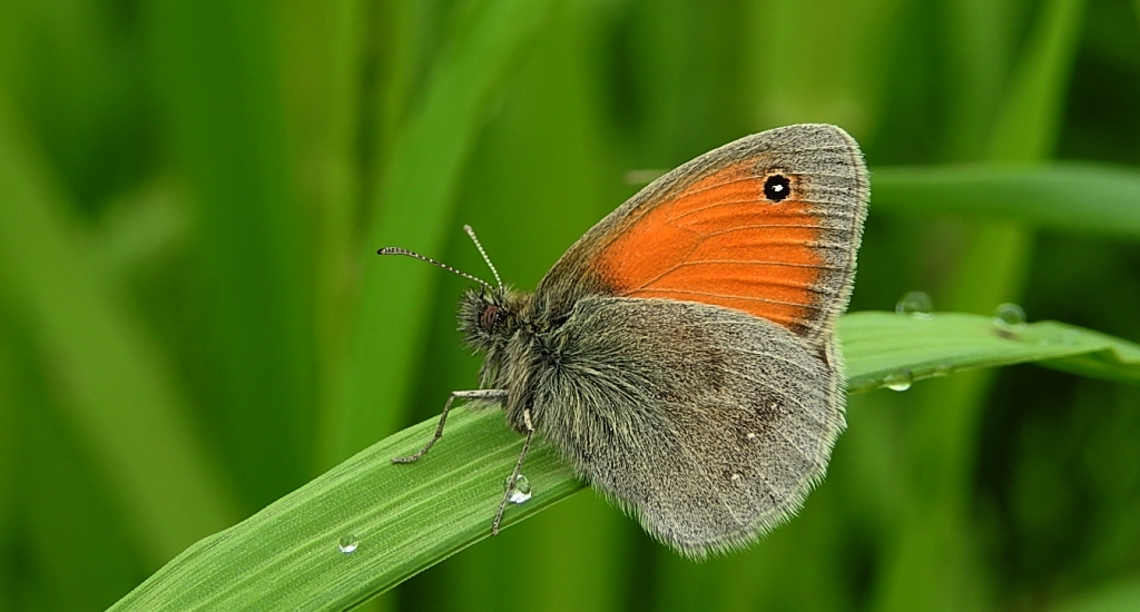 Strzępotek ruczajnik (Coenonympha pamphilus)