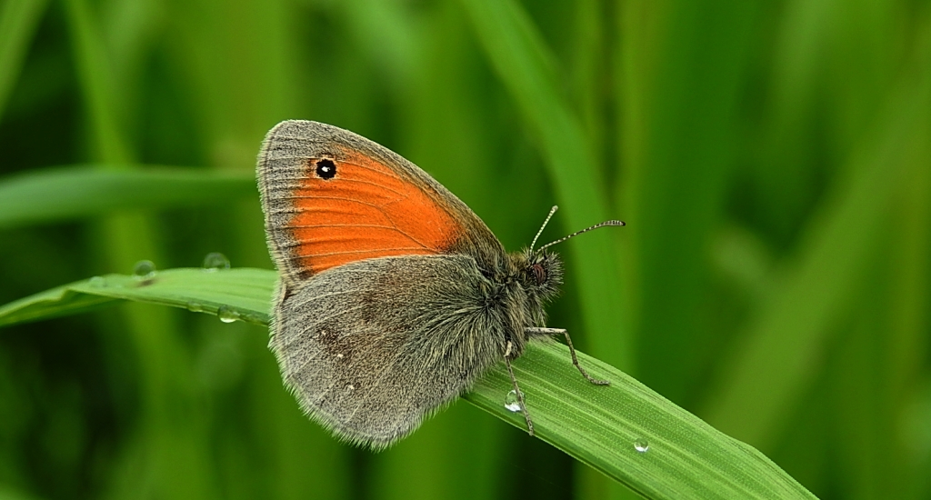 Strzępotek ruczajnik (Coenonympha pamphilus)