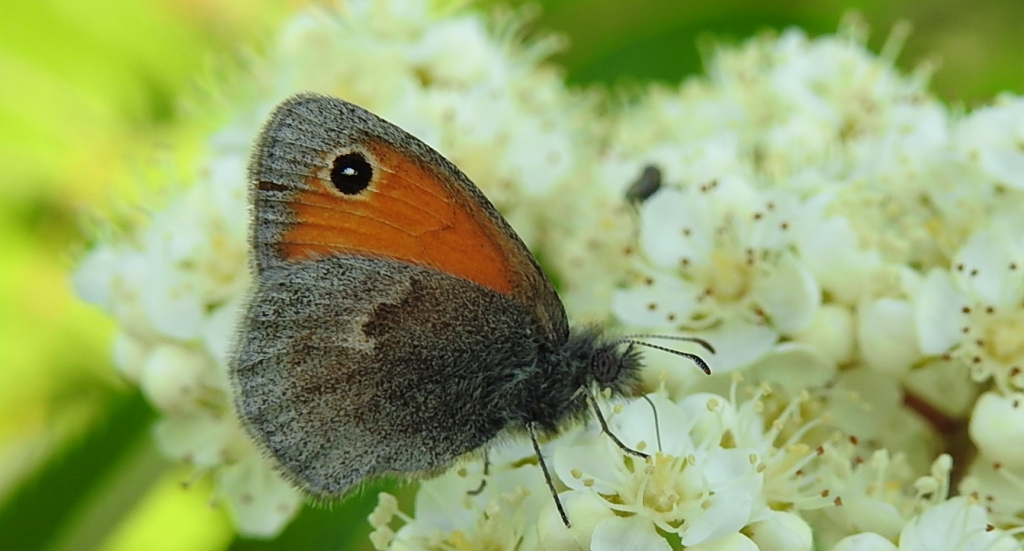 Strzępotek ruczajnik (Coenonympha pamphilus)