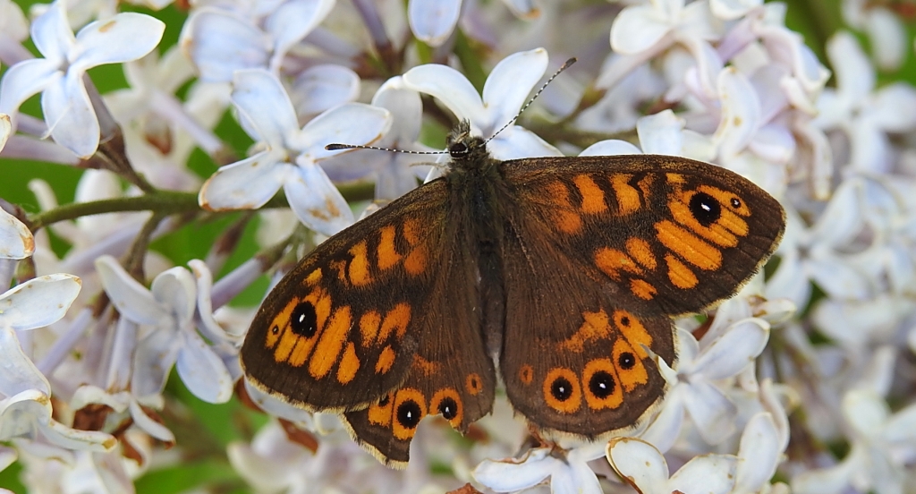 Osadnik megera (Lasiommata megera)