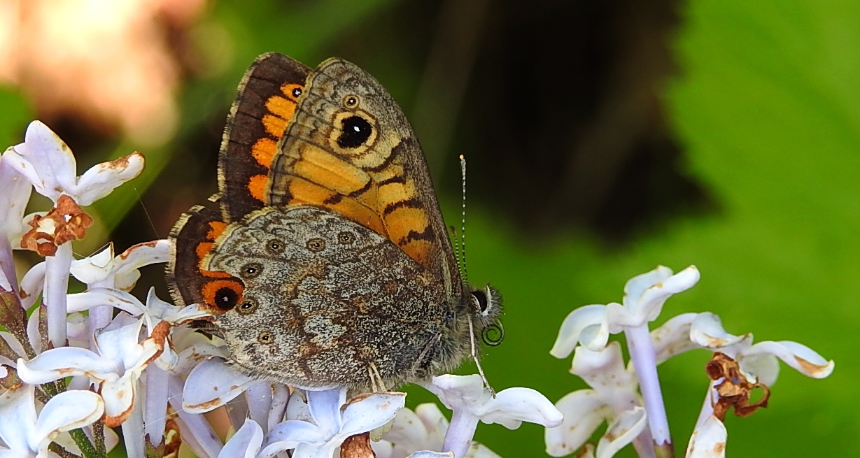 Osadnik megera (Lasiommata megera)