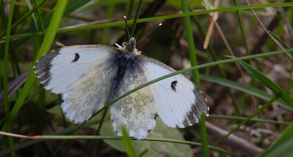 Zorzynek rzeżuchowiec (Anthocharis cardamines)