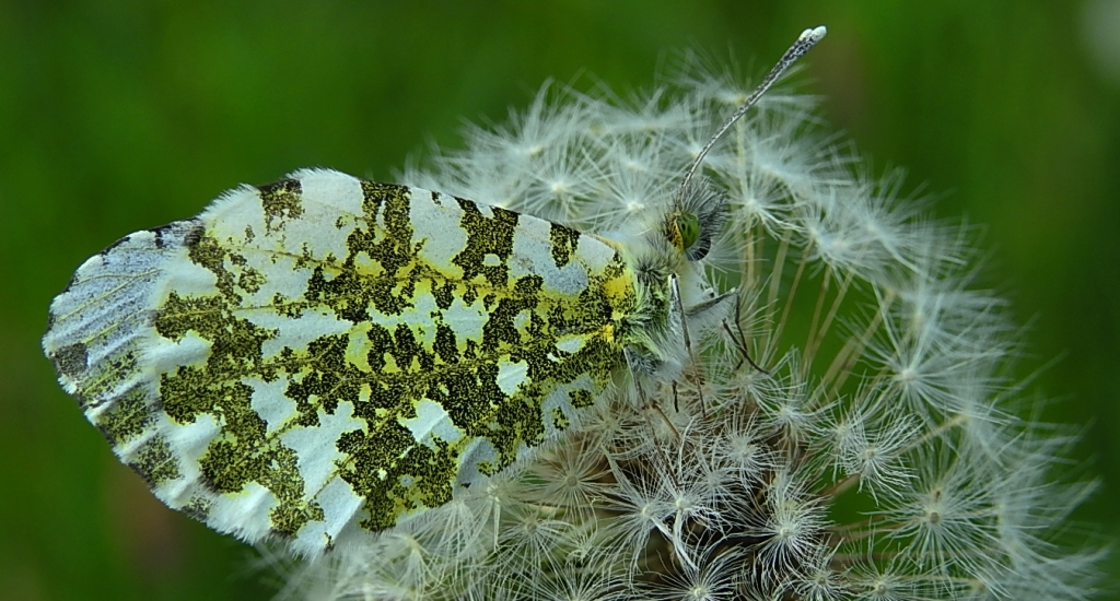Zorzynek rzeżuchowiec (Anthocharis cardamines)