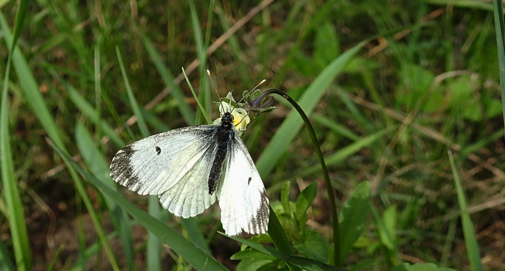 Zorzynek rzeżuchowiec (Anthocharis cardamines)