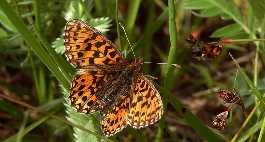 Dostojka eufrozyna (Boloria euphrosyne)