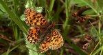 Dostojka eufrozyna (Boloria euphrosyne)