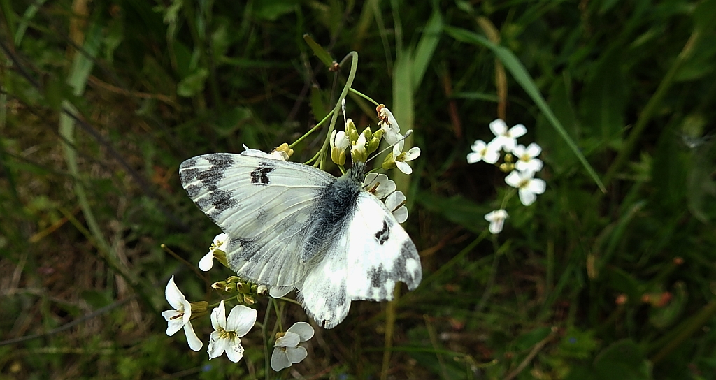 Bielinek rukiewnik, białawiec rukiewnik (Pontia edusa)