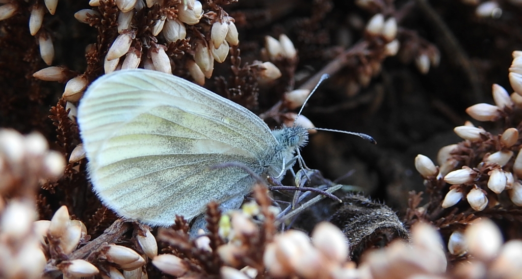 Wietek gorycznik (Leptidea sinapis)