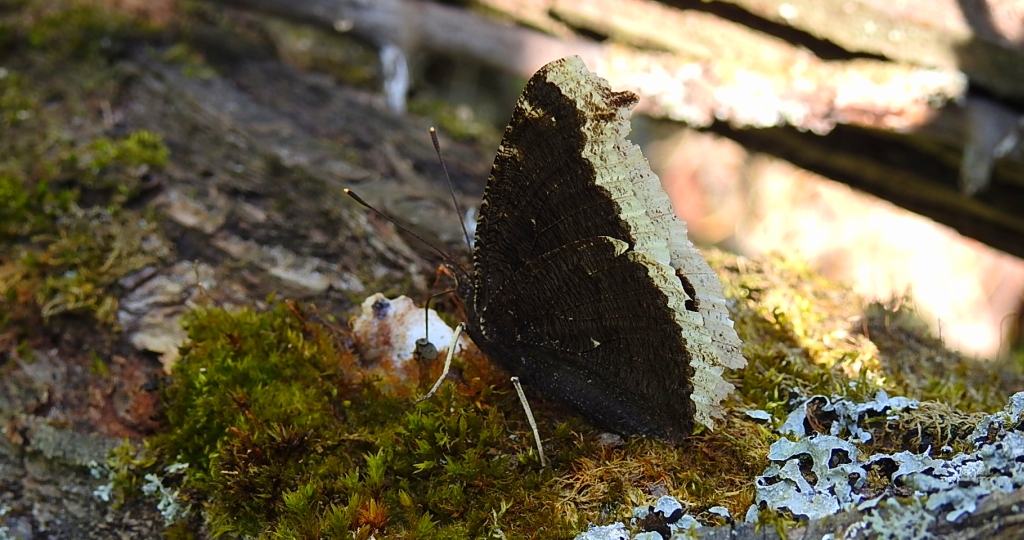Rusałka żałobnik (Nymphalis antiopa)