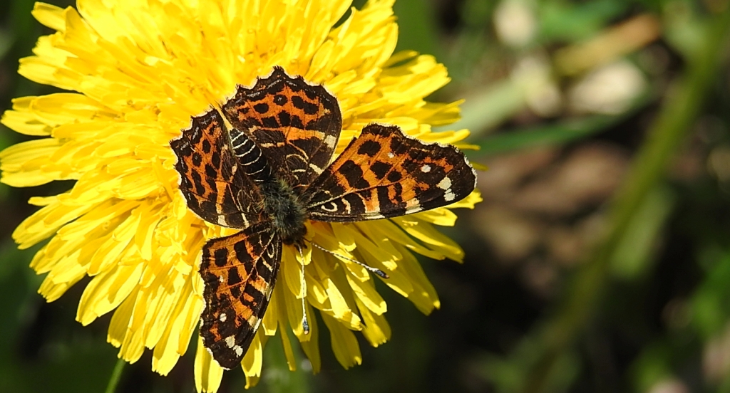 Rusałka kratkowiec (Araschnia levana)