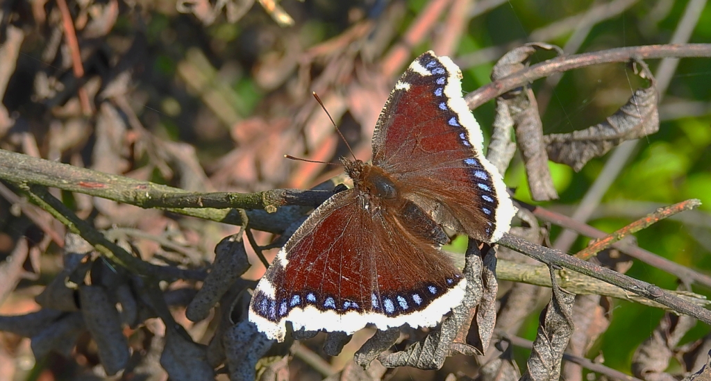 Rusałka żałobnik (Nymphalis antiopa)