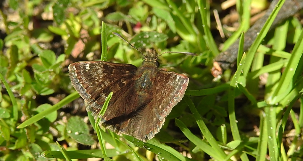 Powszelatek brunatek (Erynnis tages)