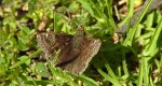Powszelatek brunatek (Erynnis tages)