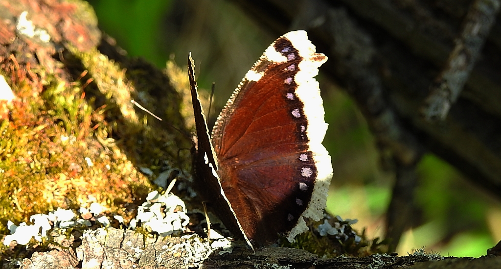 Rusałka żałobnik (Nymphalis antiopa)
