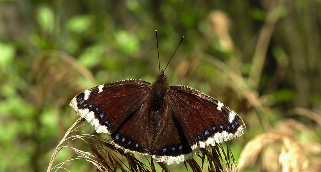 Rusałka żałobnik (Nymphalis antiopa)